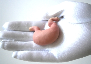 Ein gesunder Bauch beherbergt einen gesunden Magen