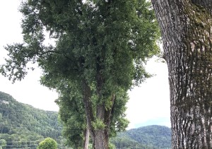 Begraben am Waldfriedhof unter der schattigen Pinie
