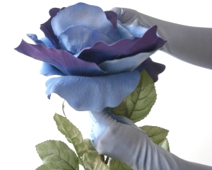 Du bist schön wie eine Rose