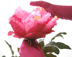 Pinke Rosen auf der Blumenauktion