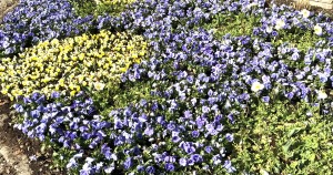 Blaue Blumen im Wellnessgarten