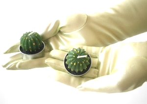 Die idealen Zimmerpflanzen